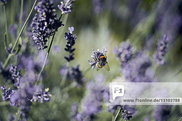 Eine Biene bestäubt Lavendel