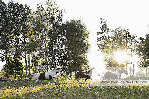 Brown and white horses running in idyllic  rural field