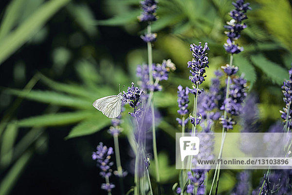 Ein Schmetterling auf Lavendel