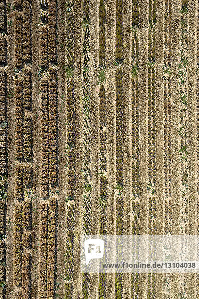 Aerial view agricultural trial fields  Hohenheim  Baden-Wuerttemberg  Germany