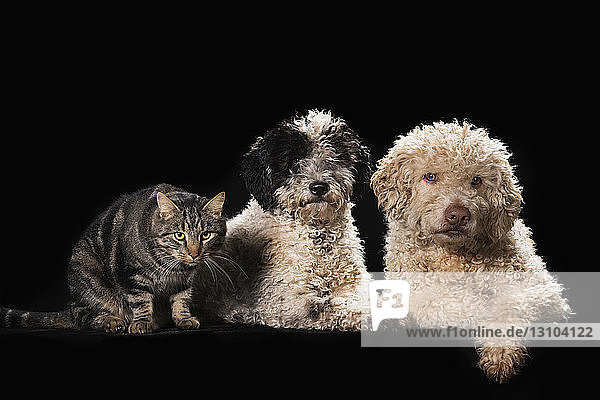 Studioaufnahme Katze und Hunde auf schwarzem Hintergrund