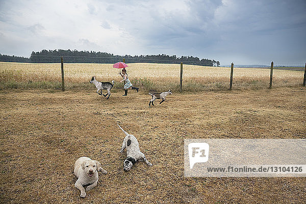 Mädchen spielt auf einem Bauernhof mit Ziegen und Hunden