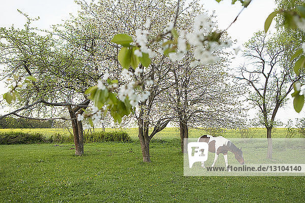 Brown and white horse grazing in idyllic  spring field