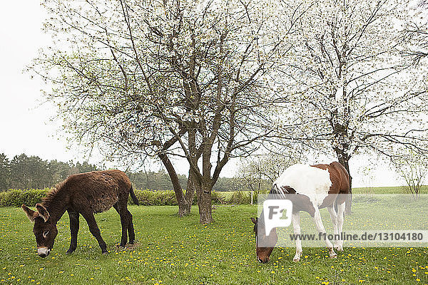 Esel und Pferd grasen auf einer ländlichen Frühlingswiese