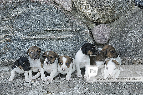 Cute Jack Russell Terrier puppies in a row