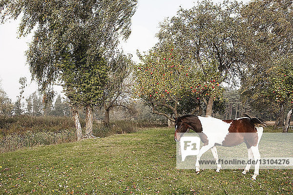 Brown and white horse in rural apple orchard