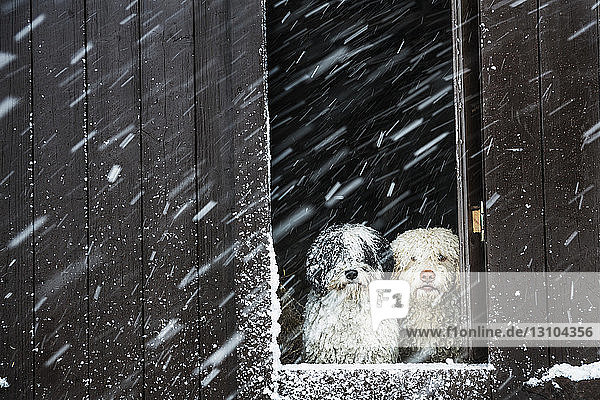 Porträt Hunde beobachten Schnee aus Scheunenfenster