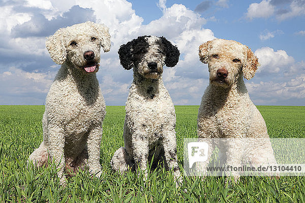 Portrait cute dogs in sunny  rural field