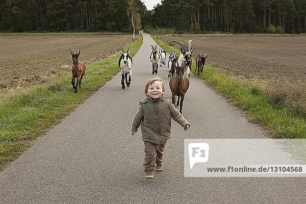 Goats following cute girl on rural road