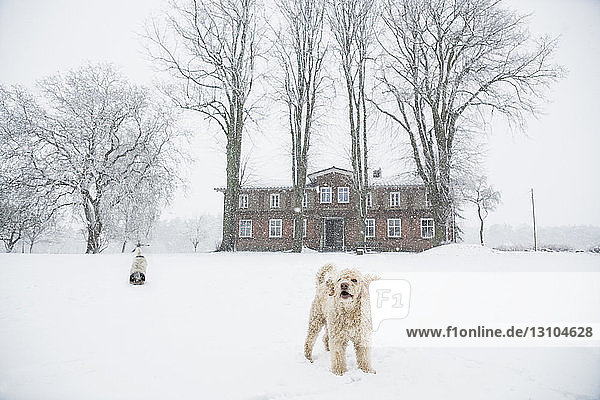 Labradoodle playing in snowy  rural field