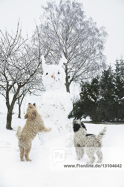 Playful dogs jumping on snowman