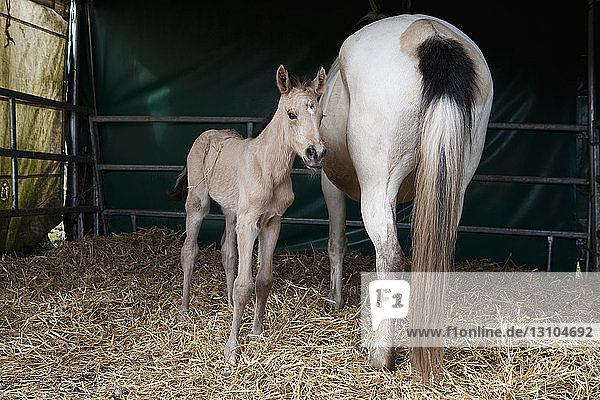 Horse and foal in barn