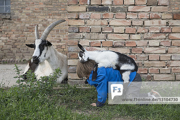 Goat on top of girl
