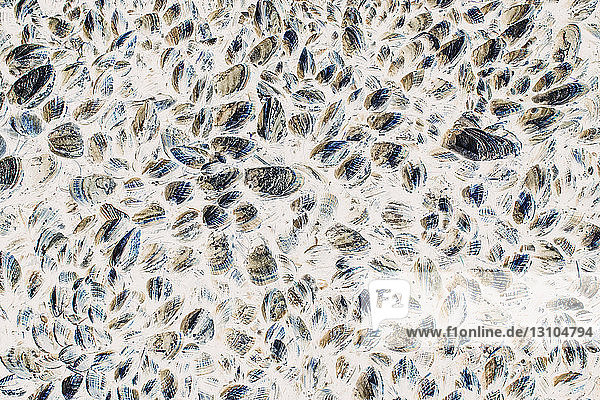 Nahaufnahme einer dichten Gruppierung von Muscheln  Schalentieren und Meereslebewesen auf den Felsen