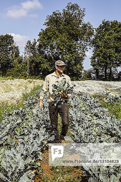 Lächelnder Bauer  der auf einem Feld spazieren geht und frisch geernteten Brokkoli trägt.