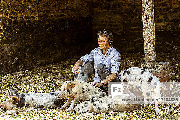 Lächelnde ältere Frau sitzt im Stall mit Gloucester Old Spot-Schweinen.