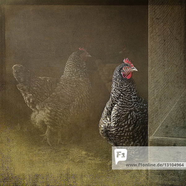 Zusammengesetztes Bild einer Henne aus Plymouth Rock  die aus einem Hühnerstall herausblickt