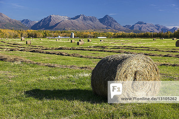 A hay bale in the foreground on a harvested field  the Talkeetna Mountains in the background  South-central Alaska; Palmer  Alaska  United States of America