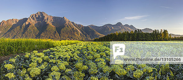 Blühende Brokkoliköpfe in Reihen auf einem Feld unterhalb des Pioneer Peak  beleuchtet vom Licht des Sonnenuntergangs  Süd-Zentral-Alaska; Palmer  Alaska  Vereinigte Staaten von Amerika