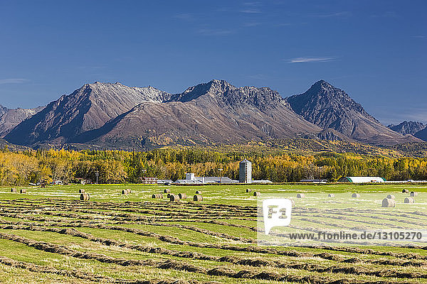 Heurollen stehen auf einem gepflügten Feld  im Hintergrund die Chugach Mountains  Süd-Zentral-Alaska; Palmer  Alaska  Vereinigte Staaten von Amerika