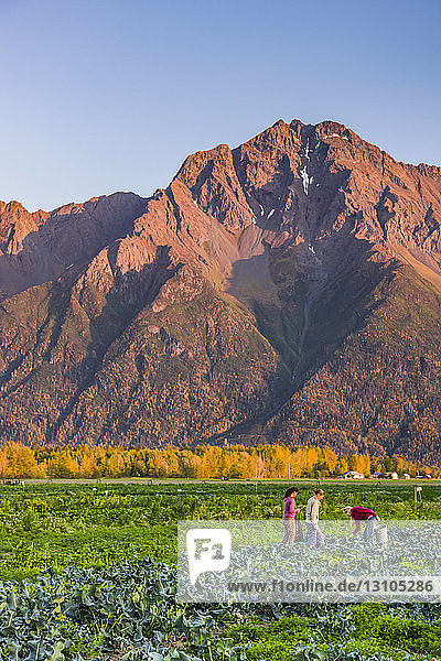Drei Frauen  die Eimer tragen  gehen durch Brokkolireihen auf Pyrah's U-Pick Farm unterhalb von Pioneer Peak  beleuchtet bei Sonnenuntergang  Süd-Zentral-Alaska; Palmer  Alaska  Vereinigte Staaten von Amerika