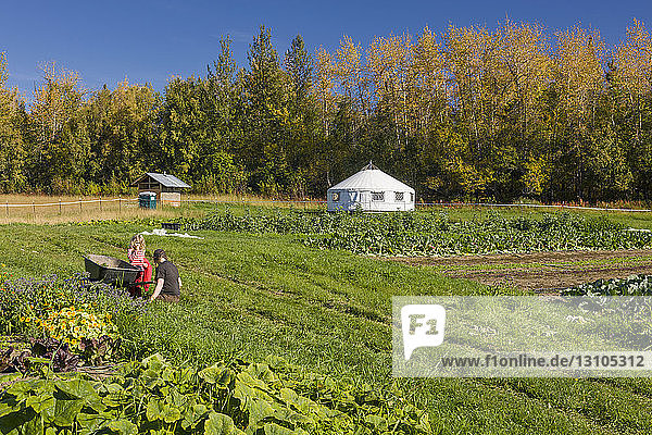 A woman and a young girl with blond hair sit next to a wheel barrow in a field of grass and vegetables  a white yurt in the background  South-central Alaska; Palmer  Alaska  United States of America