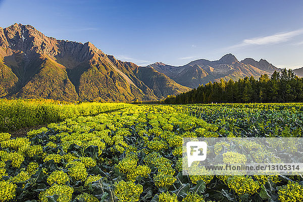 Brokkoliköpfe blühen in Reihen auf einem Feld unterhalb des Pioneer Peak bei Sonnenuntergang  Süd-Zentral-Alaska; Palmer  Alaska  Vereinigte Staaten von Amerika
