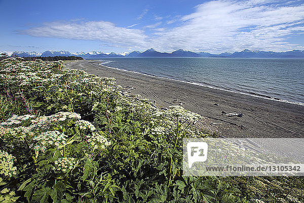 Bishops Beach With Cow Parsnip Wildflowers At Homer Alaska