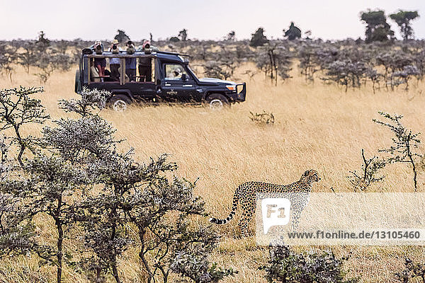 Fotografen in Lastwagen fotografieren Geparden (Acinonyx jubatus) zwischen Bäumen  Maasai Mara National Reserve; Kenia