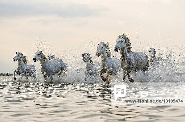 Weiße Pferde der Camargue  die aus dem Wasser laufen; Camargue  Frankreich