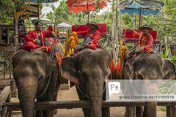 Three elephants with mahouts sitting in howdahs  Chang Puak Camp; Bangkok  Thailand