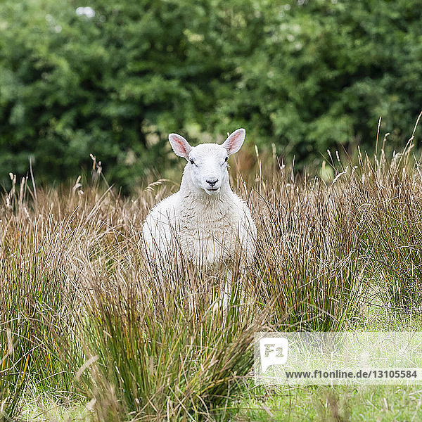 White sheep (Ovis aries) stands in tall grass looking at the camera; Donegal  County Donegal  Ireland