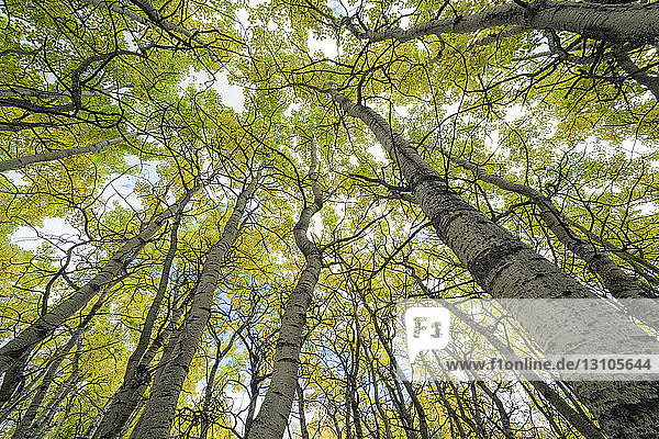 Verkümmerte Espenbäume in einem Wald in der Nähe von Haines Junction; Yukon  Kanada