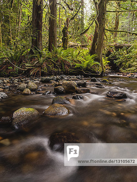 Rainforest along Nile Creek  near Campbell River; British Columbia  Canada