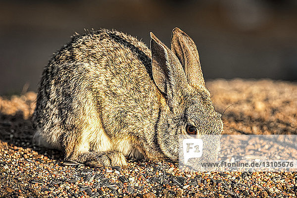 Rabbit nibbling at seed on the ground  Elephant Head; Arizona  United States of America