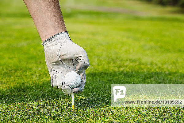 Nahaufnahme der Hand eines Golfspielers  der einen weißen Golfhandschuh trägt und einen Golfball auf ein Tee legt; Edmonton  Alberta  Kanada