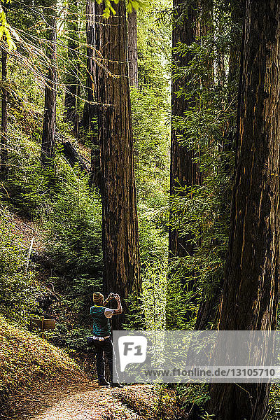 A man stands photographing the tall trees in a forest  Julia Pfeiffer Burns State Park; California  United States of America
