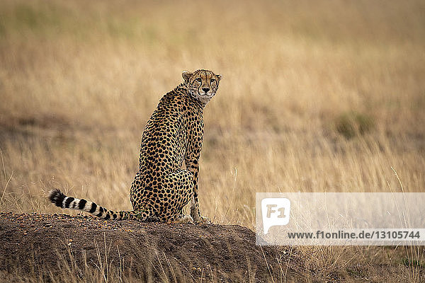 Gepard (Acinonyx jubatus) sitzt auf einem Erdhügel mit Blick auf die Kamera  Maasai Mara National Reserve; Kenia