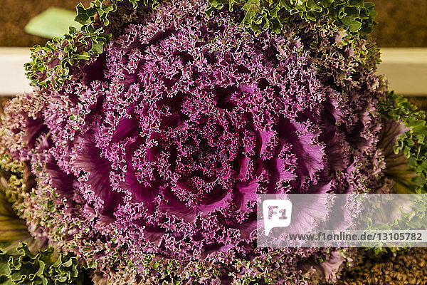 Krauser Salat verwandelt sich auf der Alaska State Fair von grün in leuchtendes Lila; Palmer  Alaska  Vereinigte Staaten von Amerika