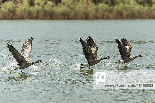 Canada geese (Branta canadensis) taking off from water  Emigrant Lake; Ashland  Oregon  United States of America