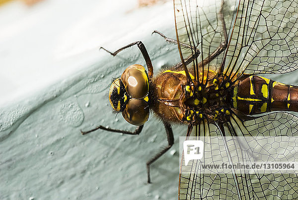 Extreme Nahaufnahme einer Libelle; Sitka  Alaska  Vereinigte Staaten von Amerika
