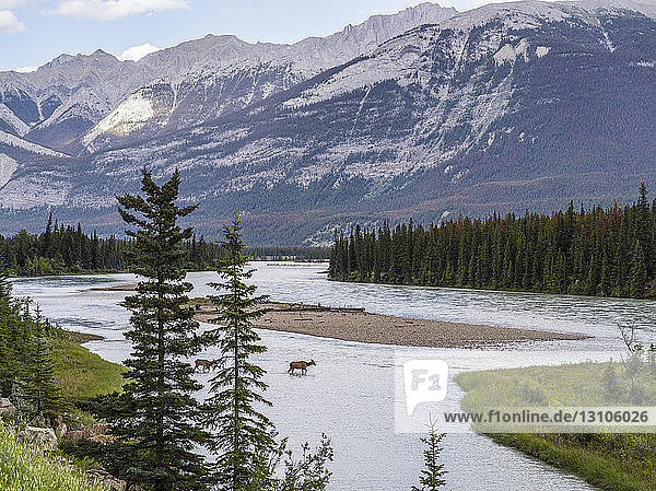 Fluss  der sich durch die kanadischen Rocky Mountains schlängelt; Alberta  Kanada