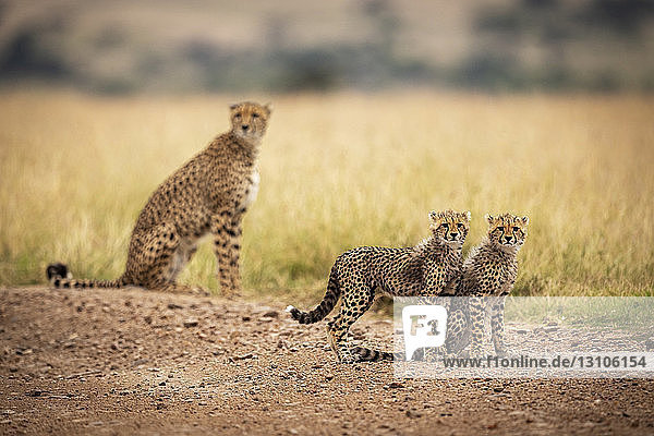 Two cheetah (Acinonyx jubatus) cubs sitting and standing near cheetah  Maasai Mara National Reserve; Kenya