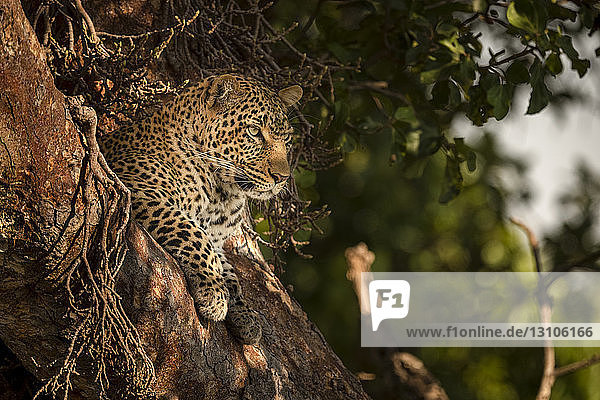 A leopard (Panthera pardus) lies in the fork of a tree with it's head up. It has black spots on it's brown fur coat and is looking for prey  Maasai Mara National Reserve; Kenya