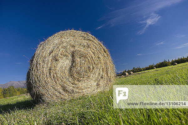 A roll of hay stands out of a plowed field  the Chugach Mountains in the background  South-central Alaska; Palmer  Alaska  United States of America