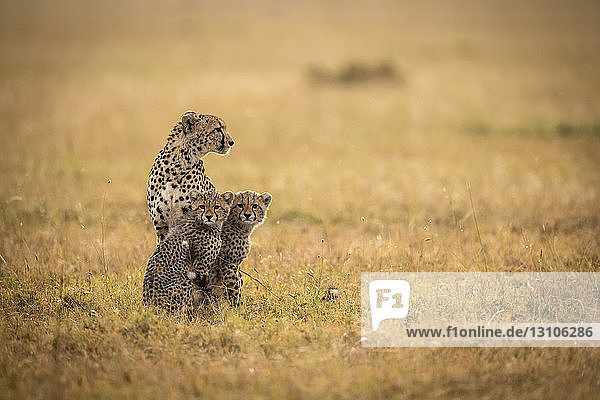 Cheetah (Acinonyx jubatus) sits with two cubs in grass  Maasai Mara National Reserve; Kenya