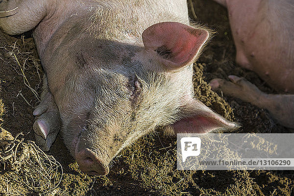 A white-haired pig (Sus scrofa domesticus) sleeps in a mud pit; Palmer  Alaska  United States of America