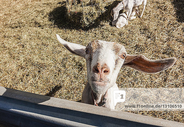 A young goat (Capra aegagrus hircus) looks inquisitively at the photographer; Palmer  Alaska  United States of America
