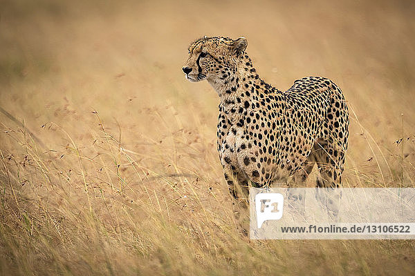 Gepard (Acinonyx jubatus) steht im langen Gras und hebt den Kopf  Maasai Mara National Reserve; Kenia