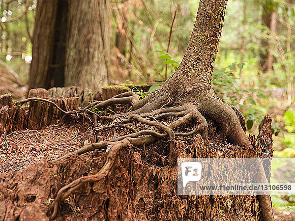 Close-up of roots of a tree growing on a tree stump in a rainforest,  Heritage Forest; Qualicum Beach,  British Columbia,  Canada